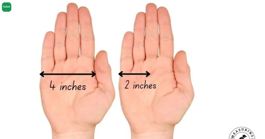 Adult Palm Width