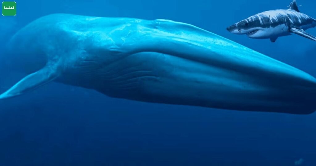 Blue Whale