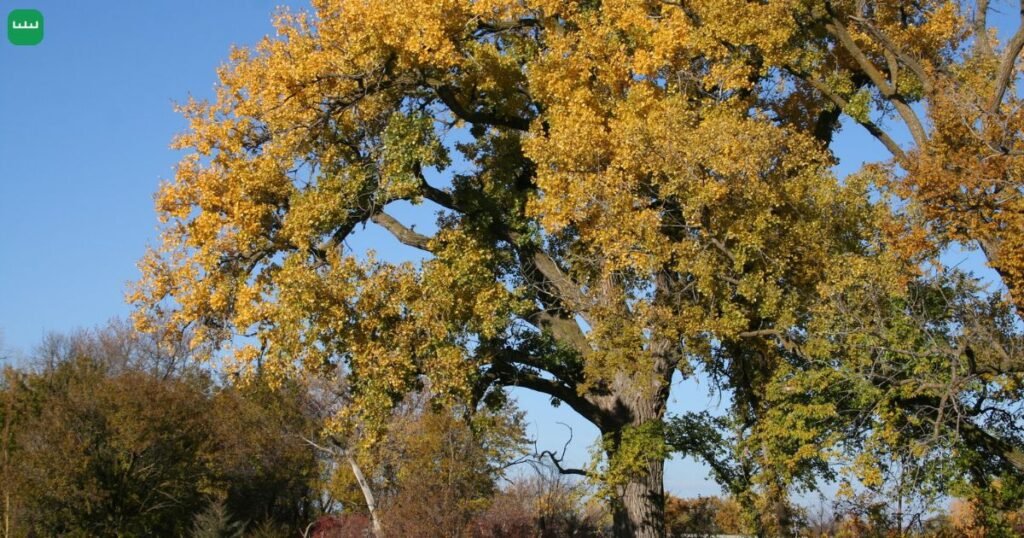 Eastern Cottonwood Tree